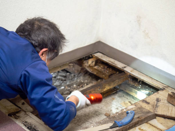 Mold Testing and Removal in Westwood, CA