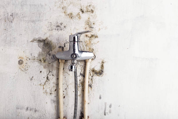 Best Best Mold Removal Companies  in Westwood, CA