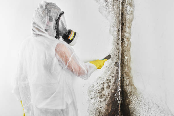 Best Residential Mold Removal  in Westwood, CA