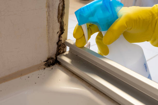 Best Certified Mold Removal  in Westwood, CA
