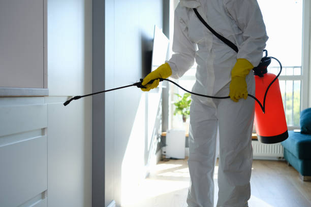 Best Attic Mold Removal  in Westwood, CA