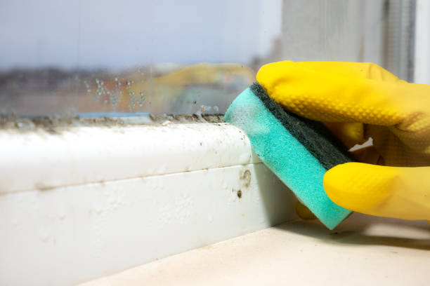 Best Office Mold Removal Services  in Westwood, CA