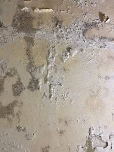 Best Commercial Mold Removal  in Westwood, CA