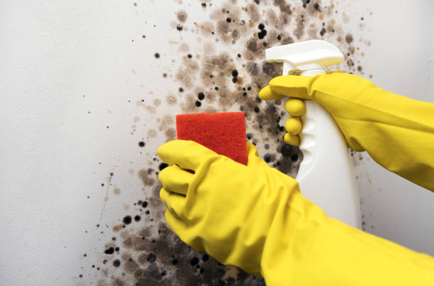 Best Mold Cleaning Services  in Westwood, CA