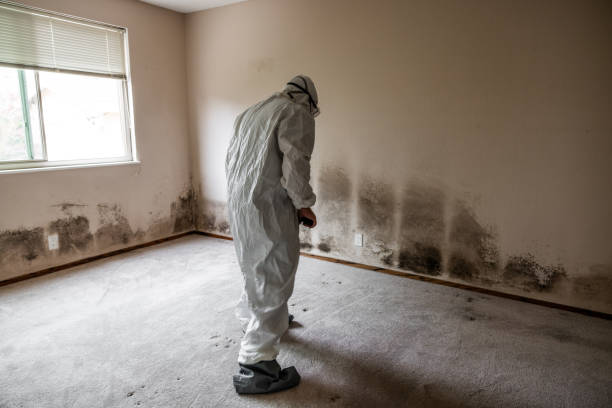Best Commercial Mold Removal  in Westwood, CA