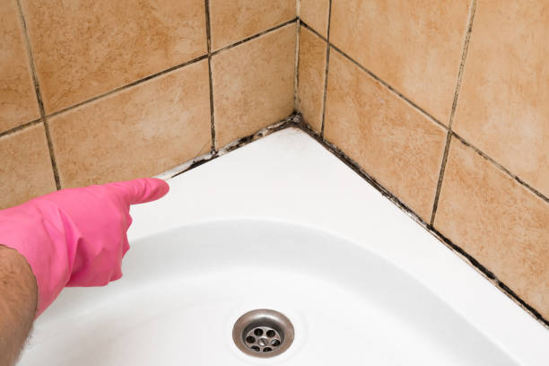Best Professional Mold Removal  in Westwood, CA