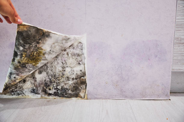Best Home Mold Removal  in Westwood, CA